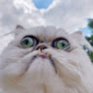 Meet your Posher, Carli